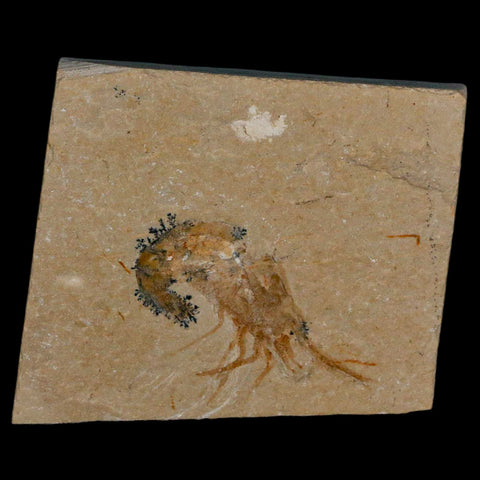 1.6" Fossil Shrimp Carpopenaeus Cretaceous Age 100 Mil Yrs Old Lebanon COA - Fossil Age Minerals
