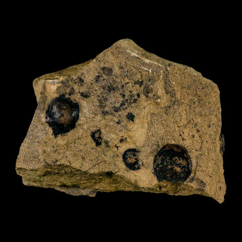 2.6" Carpolithus SP Seeds 66-56 Mil Yrs Old Paleocene Raton Formation Colorado - Fossil Age Minerals