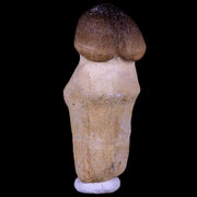 2.8" Globidens Mosasaur Fossil Tooth Root Cretaceous Dinosaur Era COA & Stand