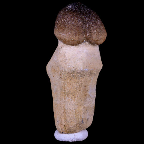 2.8" Globidens Mosasaur Fossil Tooth Root Cretaceous Dinosaur Era COA & Stand - Fossil Age Minerals