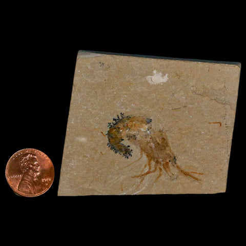 1.6" Fossil Shrimp Carpopenaeus Cretaceous Age 100 Mil Yrs Old Lebanon COA - Fossil Age Minerals