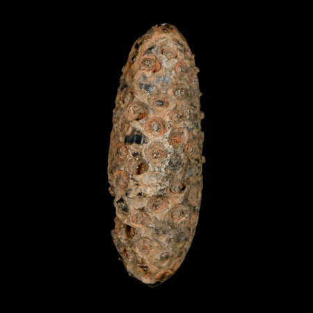XL 2.4" Fossil Pine Cone Equicalastrobus Replaced By Agate Eocene Age Seeds Fruit