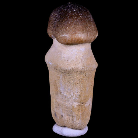 2.8" Globidens Mosasaur Fossil Tooth Root Cretaceous Dinosaur Era COA & Stand - Fossil Age Minerals