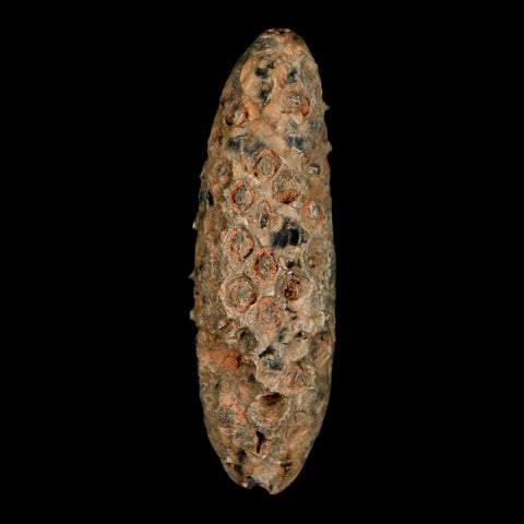 XL 2.4" Fossil Pine Cone Equicalastrobus Replaced By Agate Eocene Age Seeds Fruit