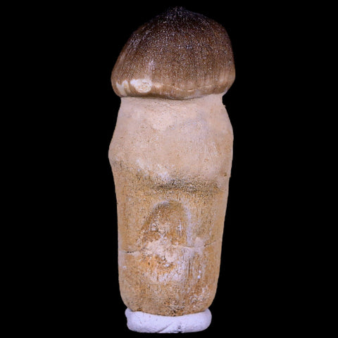 2.8" Globidens Mosasaur Fossil Tooth Root Cretaceous Dinosaur Era COA & Stand - Fossil Age Minerals