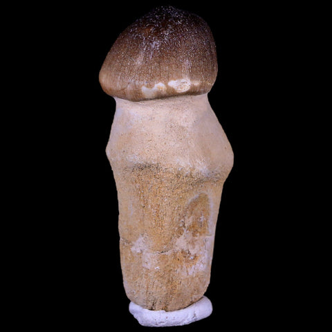2.8" Globidens Mosasaur Fossil Tooth Root Cretaceous Dinosaur Era COA & Stand - Fossil Age Minerals