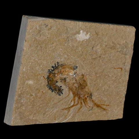 1.6" Fossil Shrimp Carpopenaeus Cretaceous Age 100 Mil Yrs Old Lebanon COA - Fossil Age Minerals