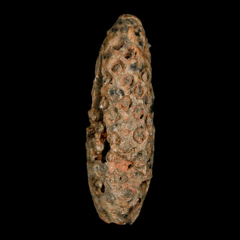XL 2.4" Fossil Pine Cone Equicalastrobus Replaced By Agate Eocene Age Seeds Fruit