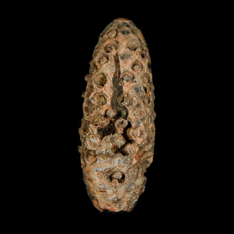 XL 2.4" Fossil Pine Cone Equicalastrobus Replaced By Agate Eocene Age Seeds Fruit