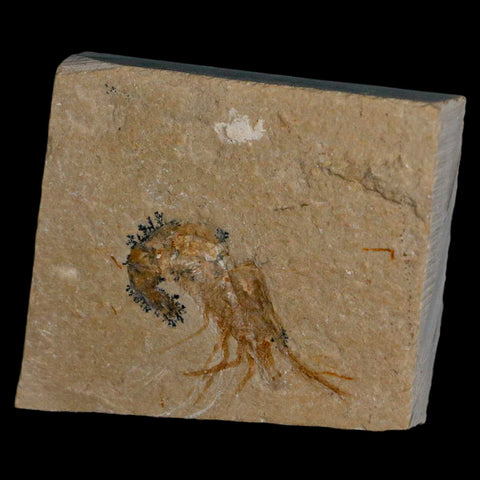 1.6" Fossil Shrimp Carpopenaeus Cretaceous Age 100 Mil Yrs Old Lebanon COA - Fossil Age Minerals