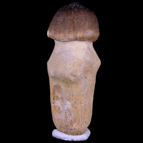 2.8" Globidens Mosasaur Fossil Tooth Root Cretaceous Dinosaur Era COA & Stand - Fossil Age Minerals