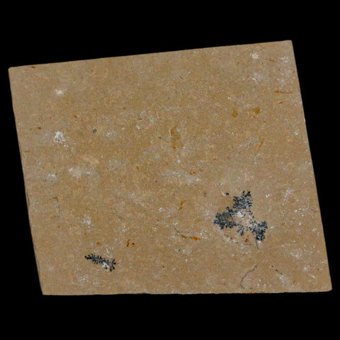 1.6" Fossil Shrimp Carpopenaeus Cretaceous Age 100 Mil Yrs Old Lebanon COA - Fossil Age Minerals