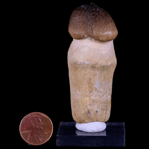 2.8" Globidens Mosasaur Fossil Tooth Root Cretaceous Dinosaur Era COA & Stand - Fossil Age Minerals