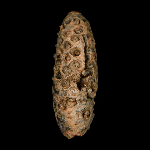 XL 2.4" Fossil Pine Cone Equicalastrobus Replaced By Agate Eocene Age Seeds Fruit