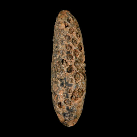 XL 2.4" Fossil Pine Cone Equicalastrobus Replaced By Agate Eocene Age Seeds Fruit