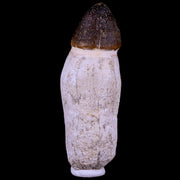 3.2" Globidens Mosasaur Fossil Tooth Root Cretaceous Dinosaur Era COA & Stand