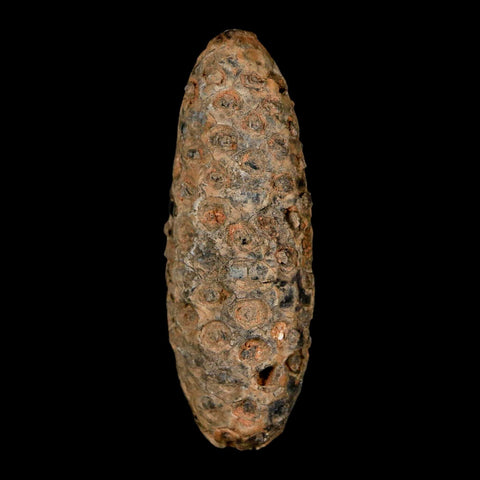 XL 2.4" Fossil Pine Cone Equicalastrobus Replaced By Agate Eocene Age Seeds Fruit