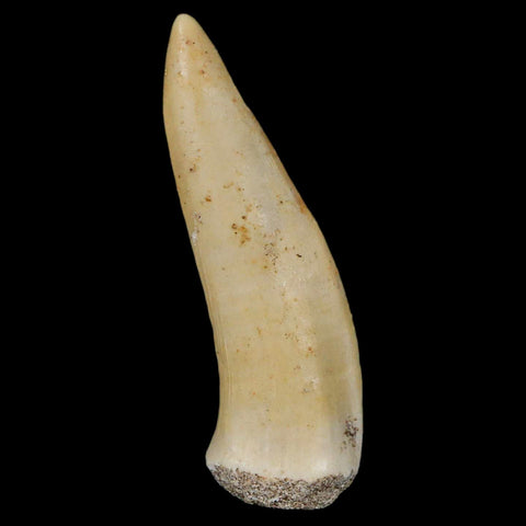 XL 2.1" Saber Toothed Herring Fossil Fang Enchodus Libycus Cretaceous COA Stand - Fossil Age Minerals