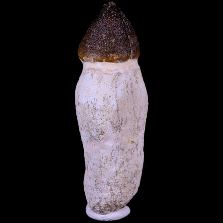 3.2" Globidens Mosasaur Fossil Tooth Root Cretaceous Dinosaur Era COA & Stand