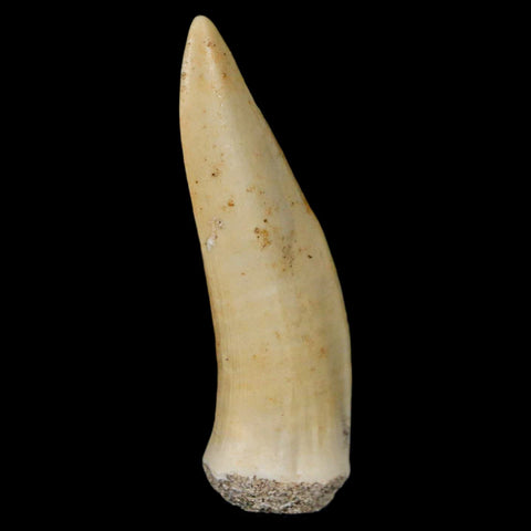 XL 2.1" Saber Toothed Herring Fossil Fang Enchodus Libycus Cretaceous COA Stand - Fossil Age Minerals