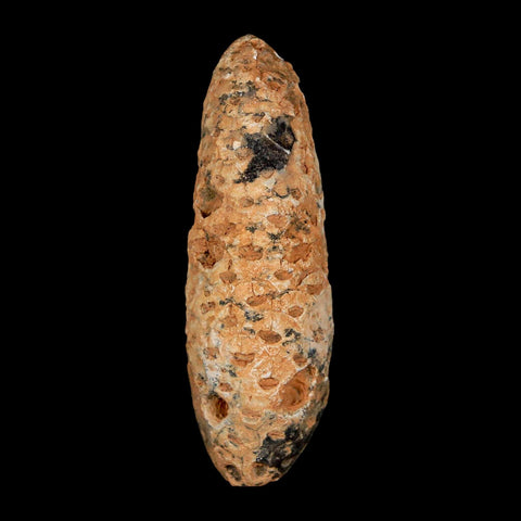 XXL 2.6" Fossil Pine Cone Equicalastrobus Replaced By Agate Eocene Age Seeds Fruit