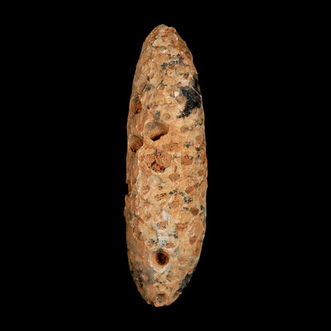 XXL 2.6" Fossil Pine Cone Equicalastrobus Replaced By Agate Eocene Age Seeds Fruit