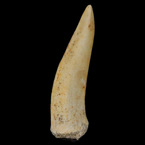 XL 2.1" Saber Toothed Herring Fossil Fang Enchodus Libycus Cretaceous COA Stand - Fossil Age Minerals