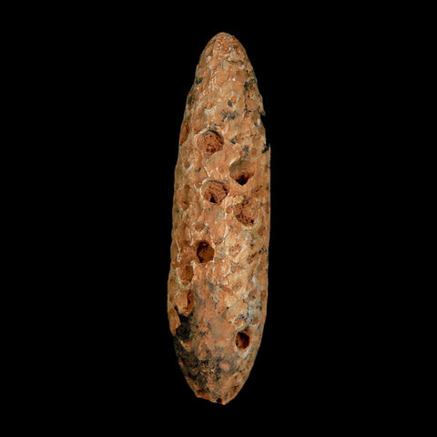 XXL 2.6" Fossil Pine Cone Equicalastrobus Replaced By Agate Eocene Age Seeds Fruit