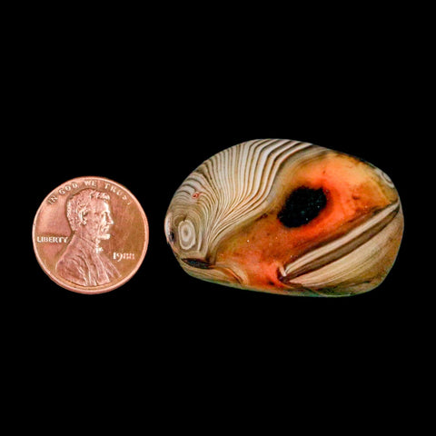 1.5" Natural Polished Red Silk Banded Agate Chalcedony Mineral Specimen - Fossil Age Minerals