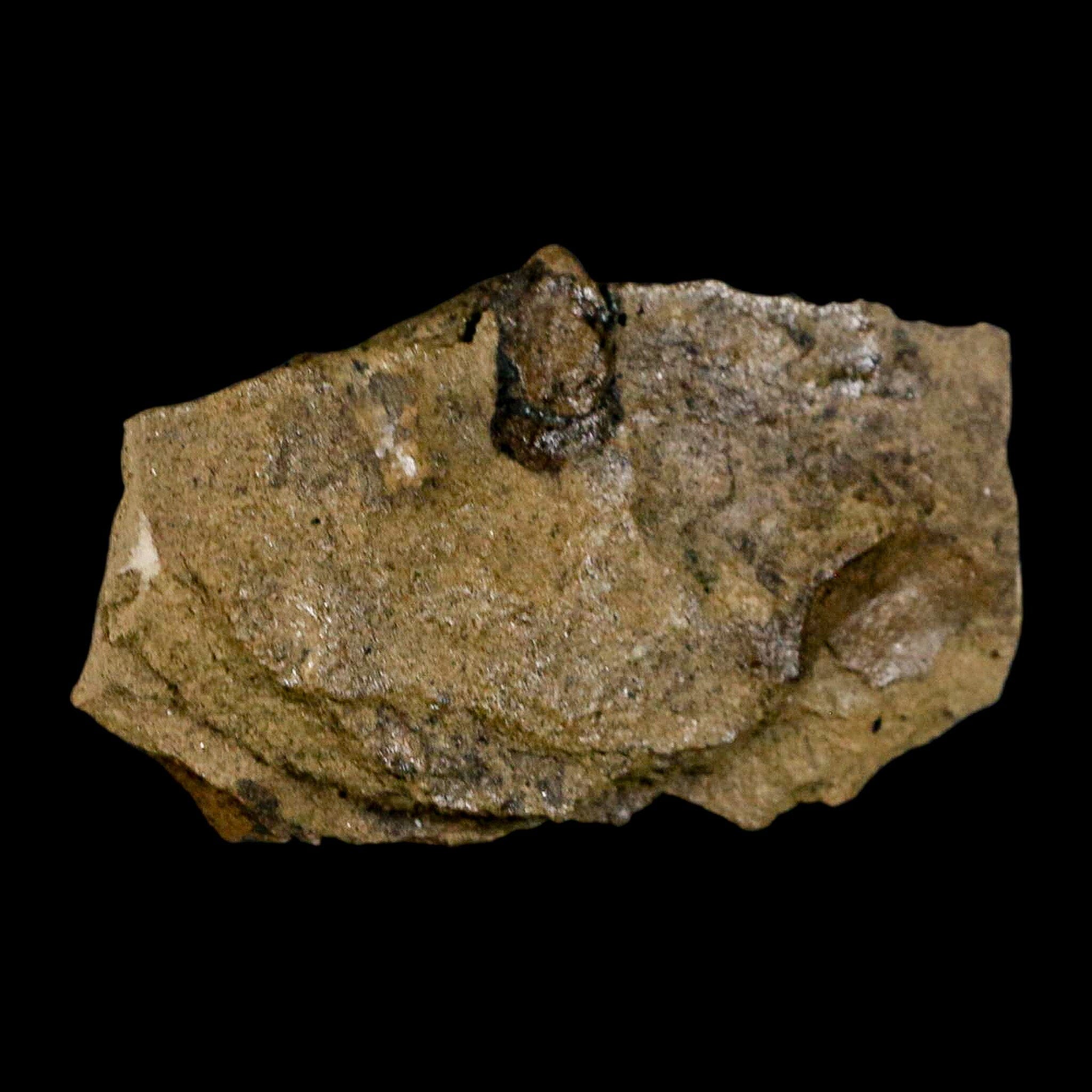 2.1" Carpolithus SP Seed, And Stem 66-56 Mil Yrs Old Paleocene Raton FM Colorado - Fossil Age Minerals
