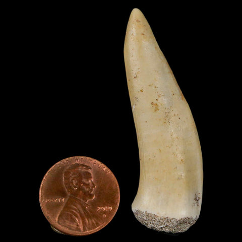 XL 2.1" Saber Toothed Herring Fossil Fang Enchodus Libycus Cretaceous COA Stand - Fossil Age Minerals