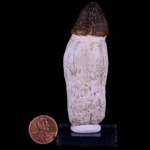 3.2" Globidens Mosasaur Fossil Tooth Root Cretaceous Dinosaur Era COA & Stand - Fossil Age Minerals