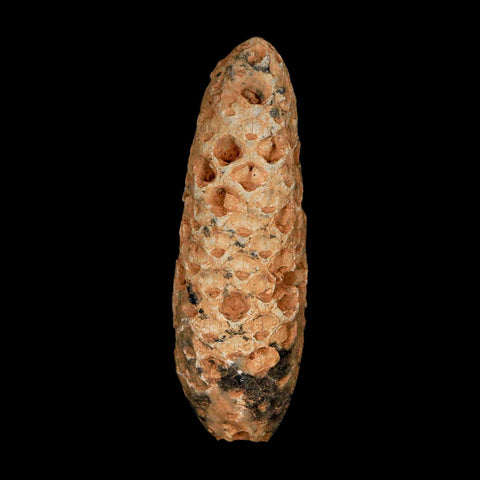 XXL 2.6" Fossil Pine Cone Equicalastrobus Replaced By Agate Eocene Age Seeds Fruit