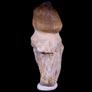 2.9" Globidens Mosasaur Fossil Tooth Root Cretaceous Dinosaur Era COA & Stand