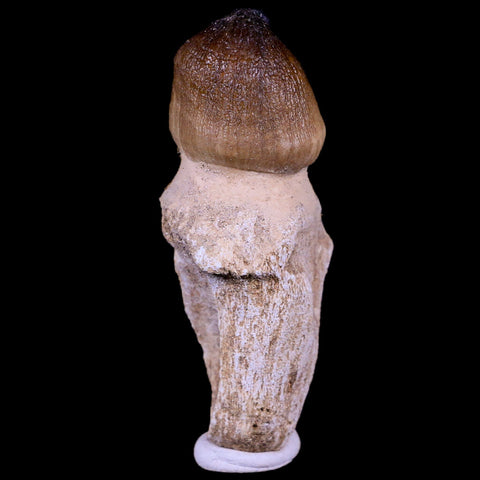 2.9" Globidens Mosasaur Fossil Tooth Root Cretaceous Dinosaur Era COA & Stand - Fossil Age Minerals
