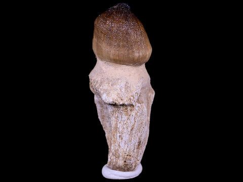 2.9" Globidens Mosasaur Fossil Tooth Root Cretaceous Dinosaur Era COA & Stand - Fossil Age Minerals