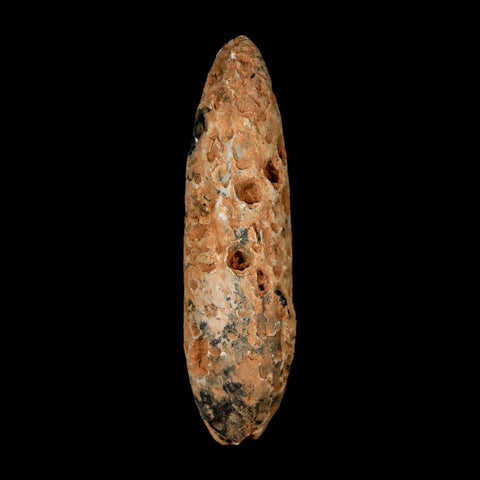 XXL 2.6" Fossil Pine Cone Equicalastrobus Replaced By Agate Eocene Age Seeds Fruit