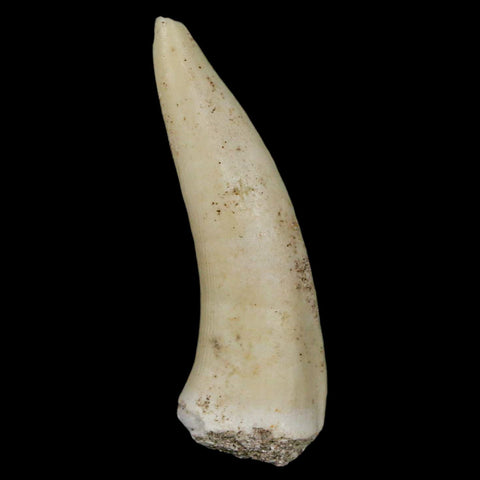 XL 2.2" Saber Toothed Herring Fossil Fang Enchodus Libycus Cretaceous COA Stand - Fossil Age Minerals