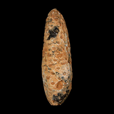 XXL 2.6" Fossil Pine Cone Equicalastrobus Replaced By Agate Eocene Age Seeds Fruit