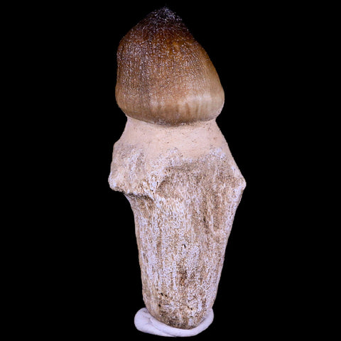 2.9" Globidens Mosasaur Fossil Tooth Root Cretaceous Dinosaur Era COA & Stand - Fossil Age Minerals