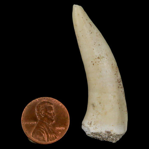 XL 2.2" Saber Toothed Herring Fossil Fang Enchodus Libycus Cretaceous COA Stand - Fossil Age Minerals