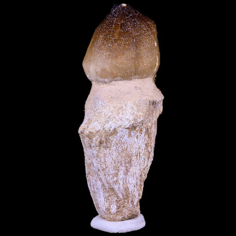 2.9" Globidens Mosasaur Fossil Tooth Root Cretaceous Dinosaur Era COA & Stand - Fossil Age Minerals