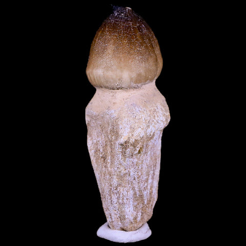 2.9" Globidens Mosasaur Fossil Tooth Root Cretaceous Dinosaur Era COA & Stand - Fossil Age Minerals