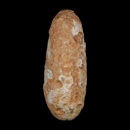 XL 2.3" Fossil Pine Cone Equicalastrobus Replaced By Agate Eocene Age Seeds Fruit