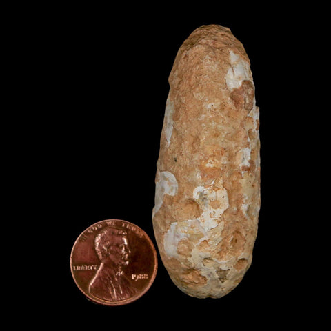 XL 2.3" Fossil Pine Cone Equicalastrobus Replaced By Agate Eocene Age Seeds Fruit