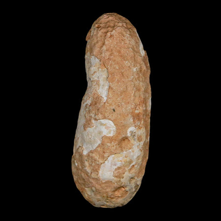 XL 2.3" Fossil Pine Cone Equicalastrobus Replaced By Agate Eocene Age Seeds Fruit