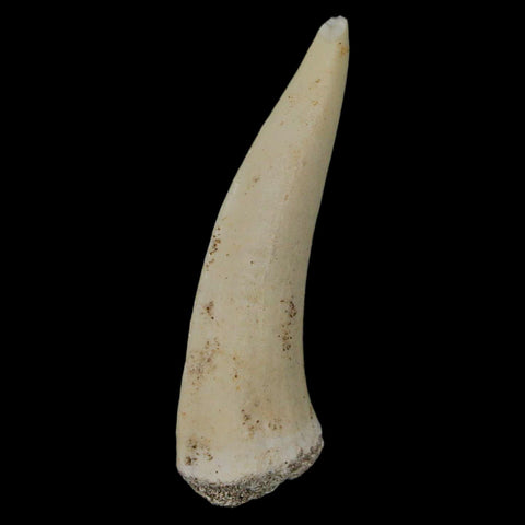 XL 2.2" Saber Toothed Herring Fossil Fang Enchodus Libycus Cretaceous COA Stand - Fossil Age Minerals