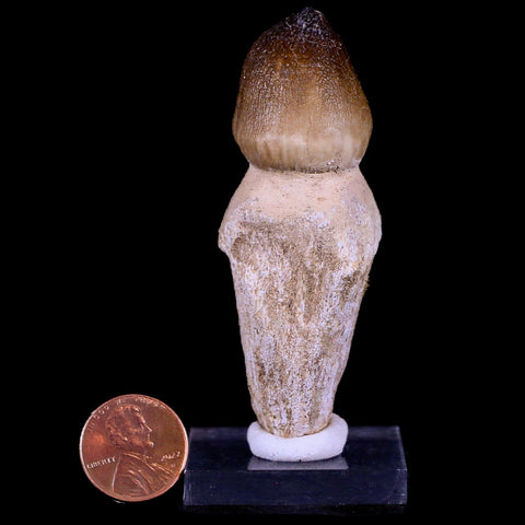 2.9" Globidens Mosasaur Fossil Tooth Root Cretaceous Dinosaur Era COA & Stand - Fossil Age Minerals