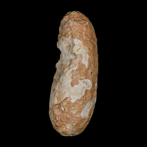 XL 2.3" Fossil Pine Cone Equicalastrobus Replaced By Agate Eocene Age Seeds Fruit