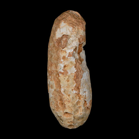 XL 2.3" Fossil Pine Cone Equicalastrobus Replaced By Agate Eocene Age Seeds Fruit